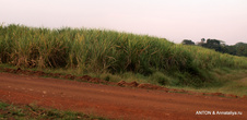 Дорога идет через плантации сахарного тростника