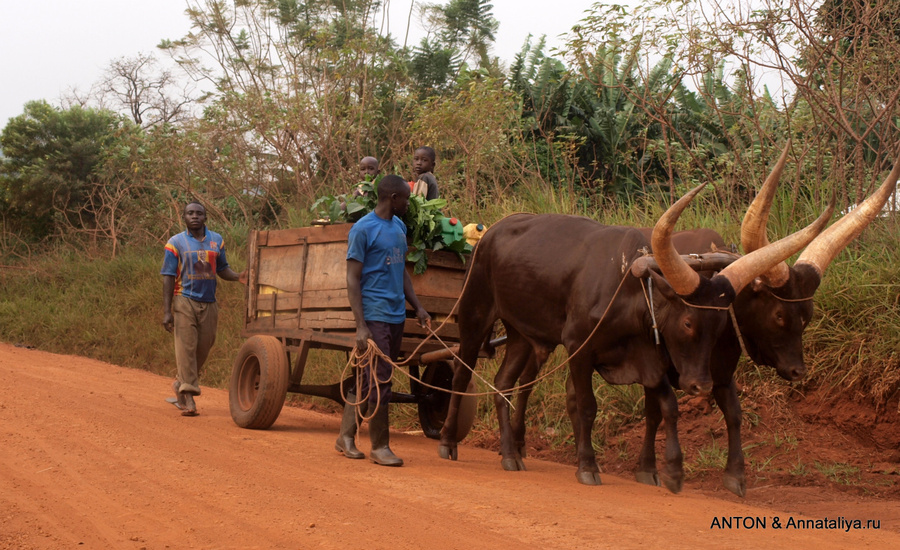 Коровы породы анколе Масинди, Уганда