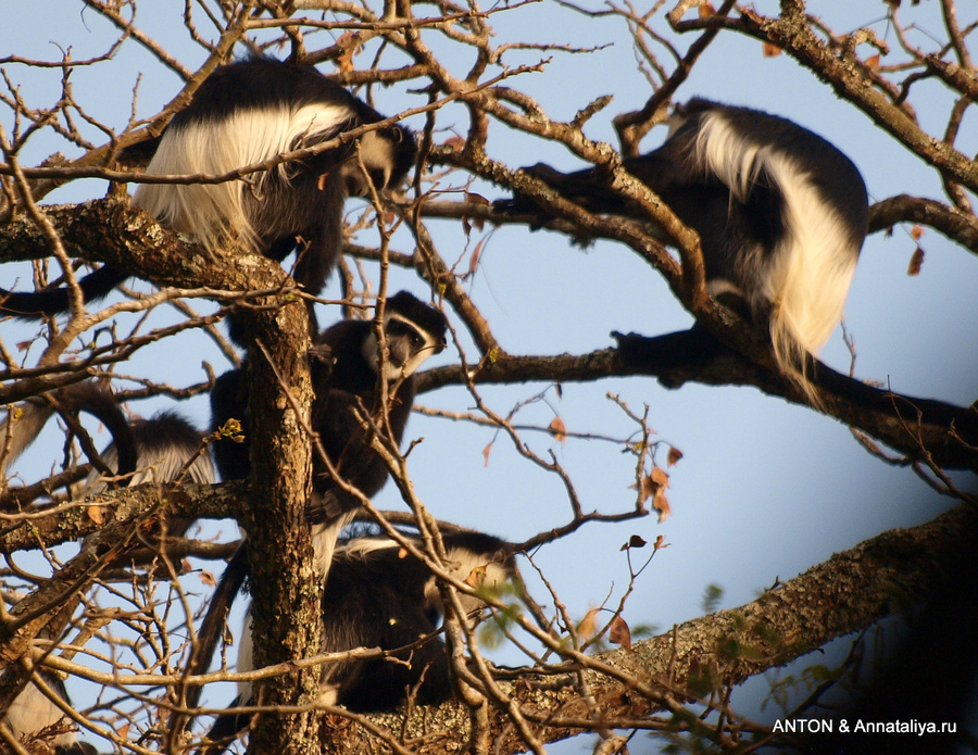 Обезьяны — черно-белые колобусы Масинди, Уганда