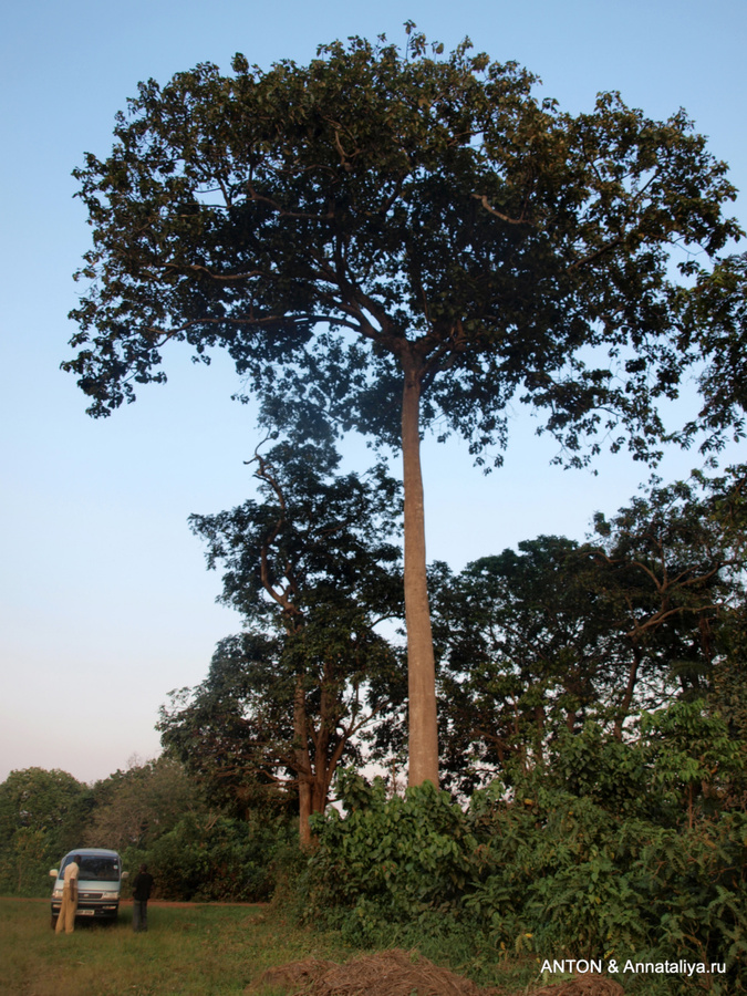 Оцените размер деревьев Масинди, Уганда