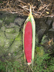 Красный фрукт, его тут называют Пантанас, а в индонезийской части Папуа это Буах Мерах, красный фрукт
