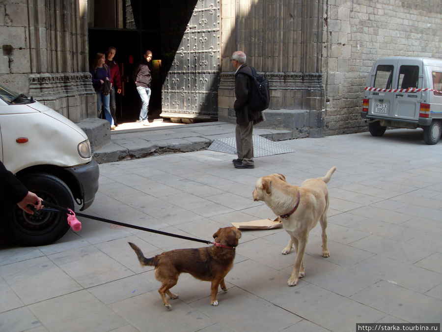 Собаки Барселоны Барселона, Испания