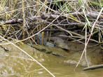 Крокодил в кустах