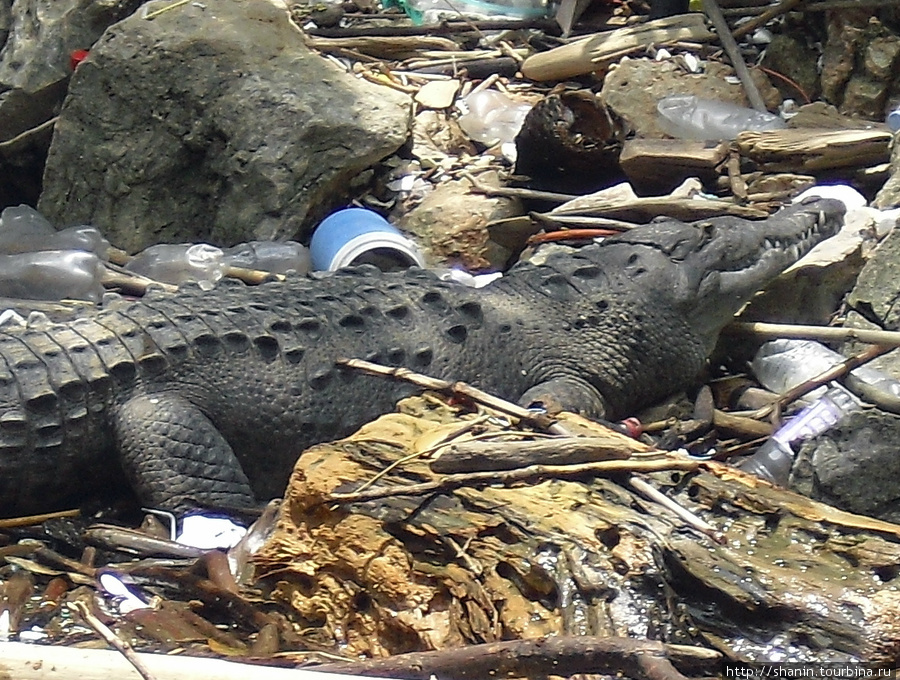 Крокодил в мусоре Чьяпа-де-Корсо, Мексика