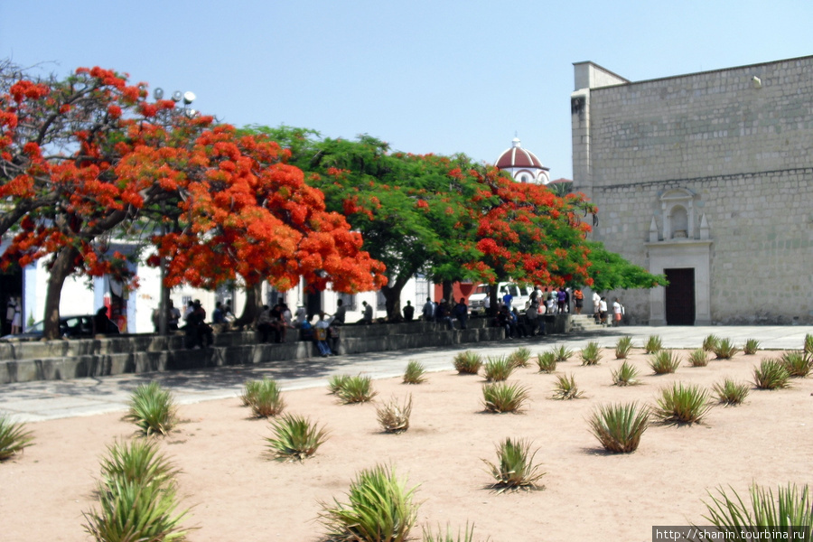 Кактусы на площади Оахака, Мексика