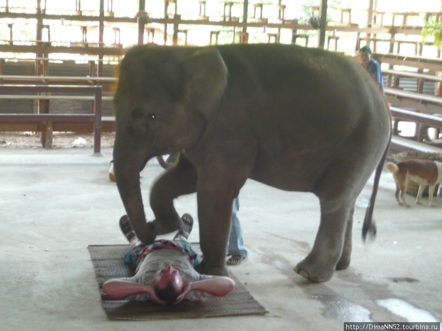 Слоновий массаж Паттайя, Таиланд