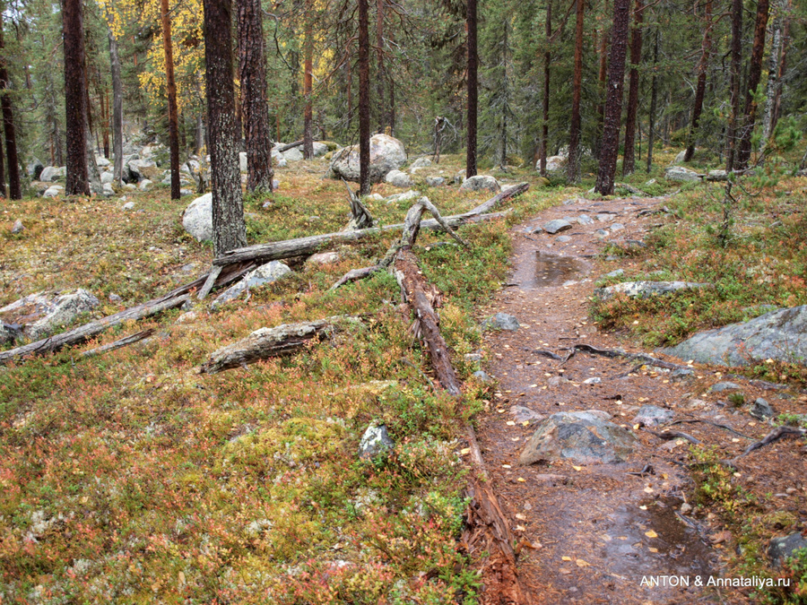 Несмотря на сентябрь, лес осенний, как у нас в октябре Округ Норрботтен, Швеция