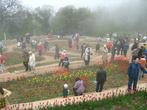 Выставка тюльпанов в Никитском ботаническом саду.