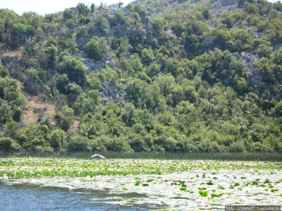 Ещё один из природных шедевров Скадарское озеро, Черногория