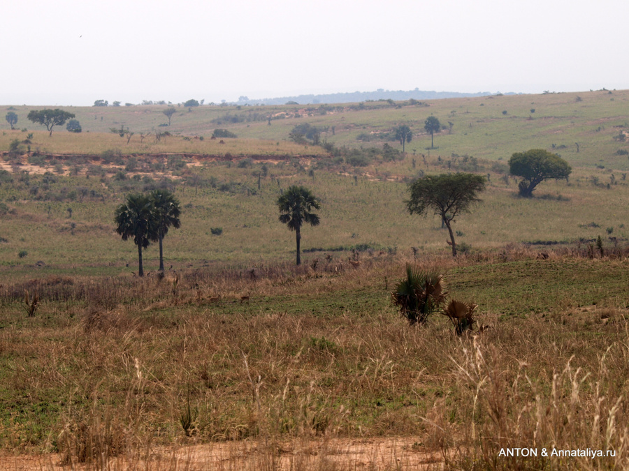 Саванная в Мёрчисон Фоллс Мёрчисон-Фоллс Национальный Парк, Уганда