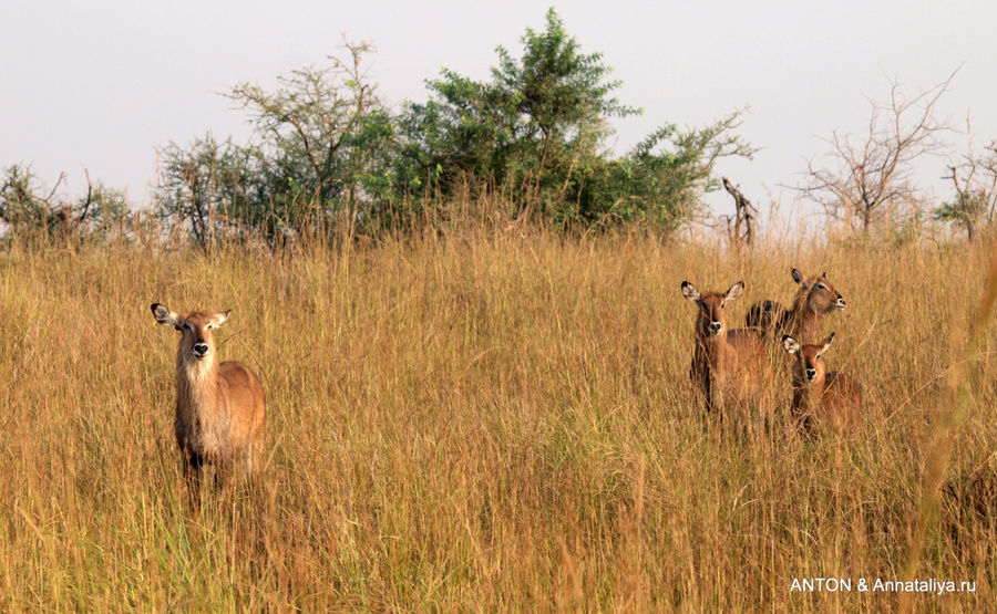 Аааа-африка!.. - часть 1. Антилопы Мёрчисон-Фоллс Национальный Парк, Уганда