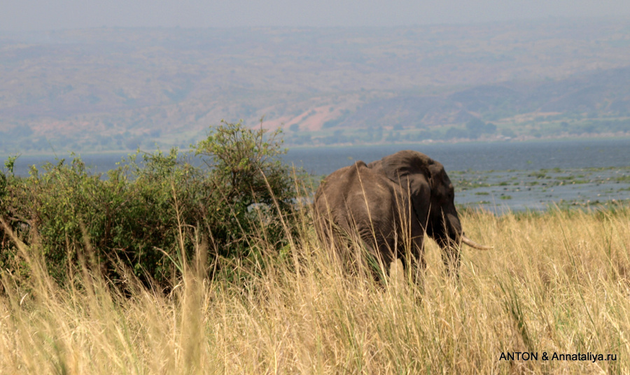 Слон Мёрчисон-Фоллс Национальный Парк, Уганда