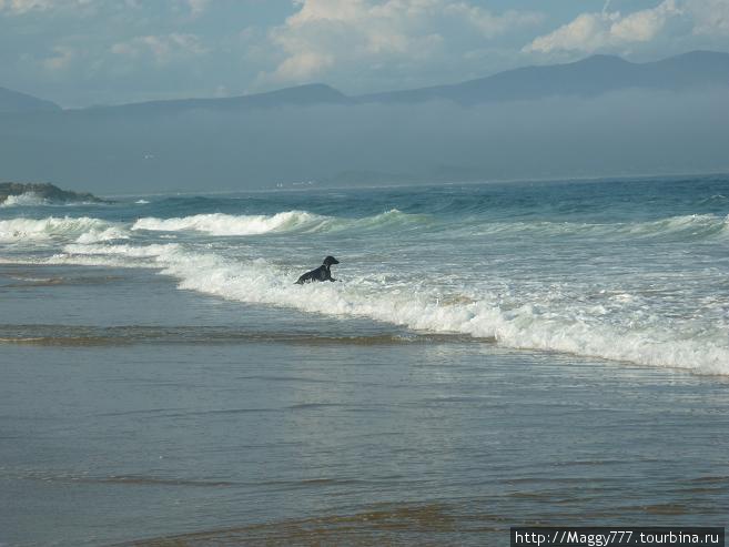 Собака смешно прыгала в волнах — как человек Плеттенберг-Бей, ЮАР