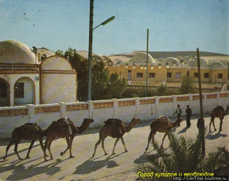 Верблюды пришли из глубин пустыни Сахара Эль-Уед, Алжир