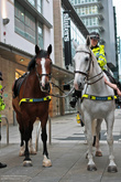 в центре города присутствует и бдит за порядком конная полиция. Лошадки очень ухоженные, а полицейский сказала, что после службы лошади идут на пенсию с пожизненным полным пансионом.