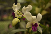 Орхидея с тонко пахнущими цветами из павильона орхидей в Королевском ботаническом саду Перадении под Канди.