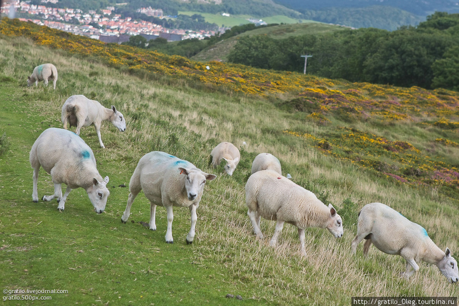 в Уэльсе многочисленное поголовье овец. Все они помечены и зачастую пасутся самостоятельно Лландудно, Великобритания