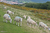 в Уэльсе многочисленное поголовье овец. Все они помечены и зачастую пасутся самостоятельно