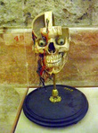 В Музее медицины в Мехико — череп