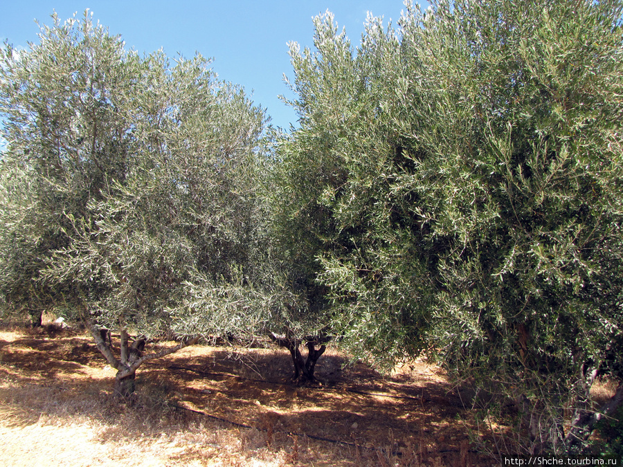 ближе к городку начались оливковые сады Милатос, Греция