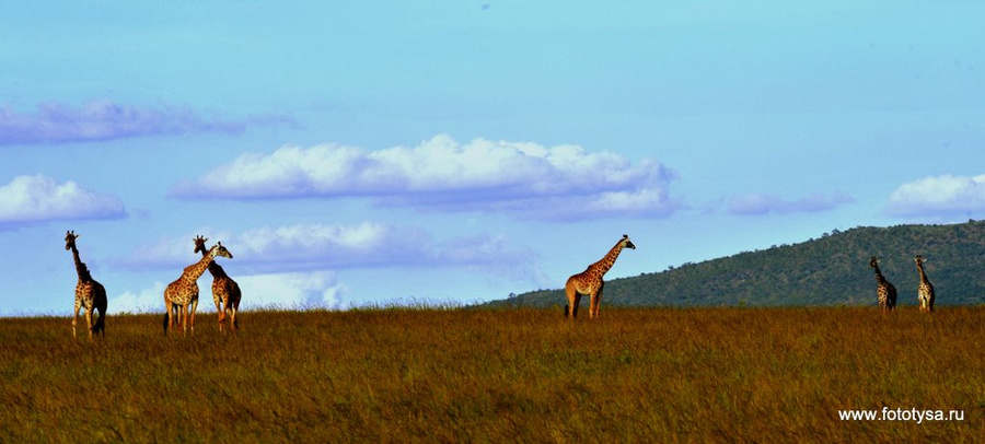 Звери Африки. Жирафы. Кения