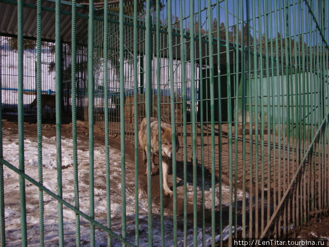В самом северном зоопарке мира по дороге Якутск - Покровск Покровск, Россия