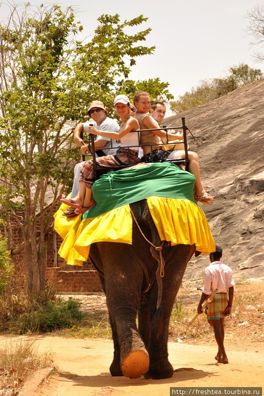 Маршрут проходит у основания каменного массива, а я, следуя за слоном, успеваю рассмотреть подушки на его ногах. Благодаря им он ступает почти почти бесшумно и аккуратно, вопреки расхожему мнению о слоне в посудной лавке. Шри-Ланка