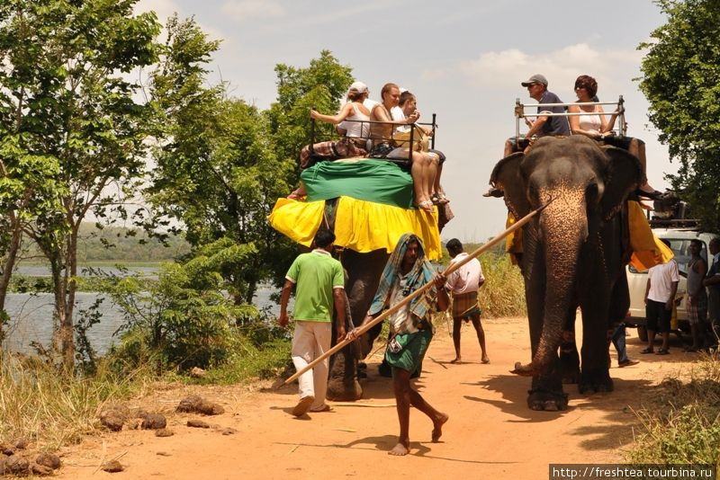Оседлать слона, или Начальный курс верховой езды Шри-Ланка