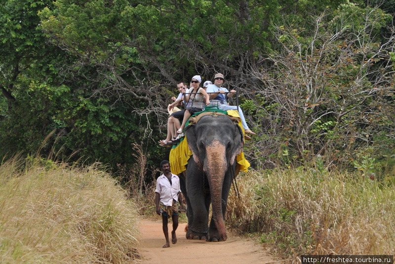 Если пойти слону навстречу, вскоре можно будет разглядеть, как он, мерно покачивая боками, аккуратно несет на спине четыре-шесть седоков. Шри-Ланка