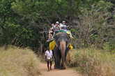 Если пойти слону навстречу, вскоре можно будет разглядеть, как он, мерно покачивая боками, аккуратно несет на спине четыре-шесть седоков.