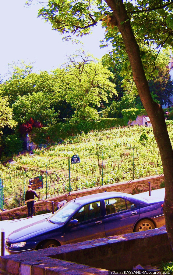 Виноградник Монмартра Париж, Франция