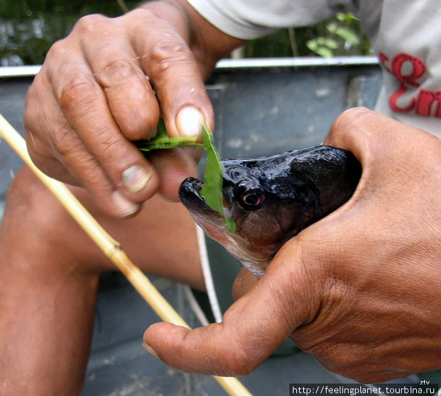Наш индеец демонстрирует кровожадность пираньи с помощью листика, хотя его обкусанный палец гораздо более красноречив Манаус, Бразилия