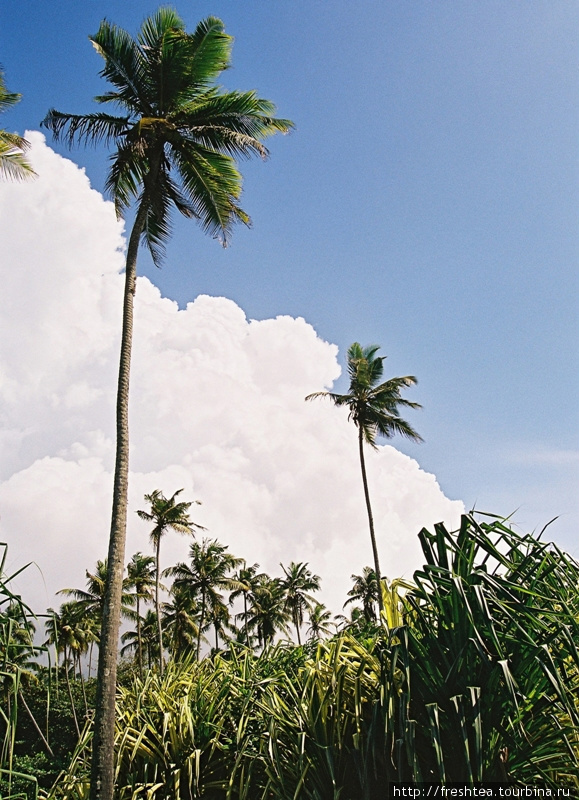Облака над Велигамой в июле совсем не обязательно проливаются дождем, хотя смутить поклонников загара могут.
Но в 500 км от экватора загораешь и сквозь тучи, даже очень плотные. Зато без риска получить ожог. Шри-Ланка