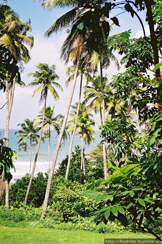 Близость океана и обилие влаги — идеальные условия для тропической зелени. Шри-Ланка