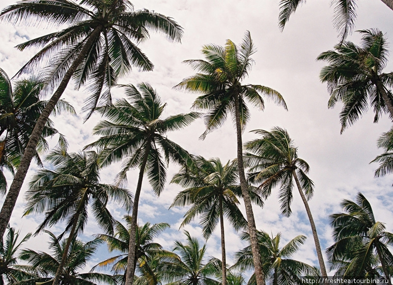 В кадр длиннющие прибрежные пальмы целиком не забрать: вот и прижодится снимать по частям. Верхние этажи эффектно выглядят на фоне кучевых облаков, что на южной оконечности острова — частые гости. Шри-Ланка