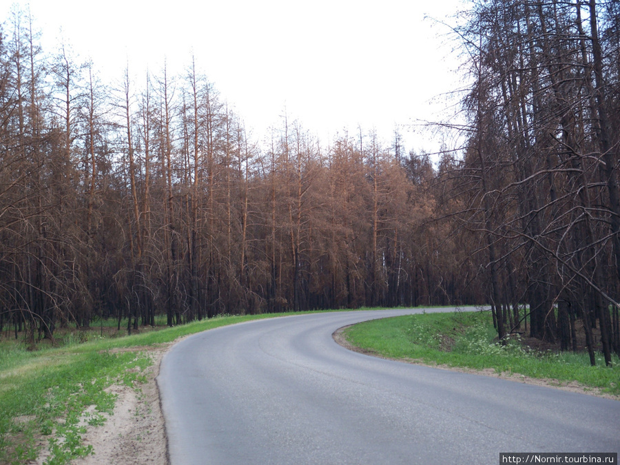Сгоревшие леса Луховицкой области_Июнь 2011 Москва и Московская область, Россия