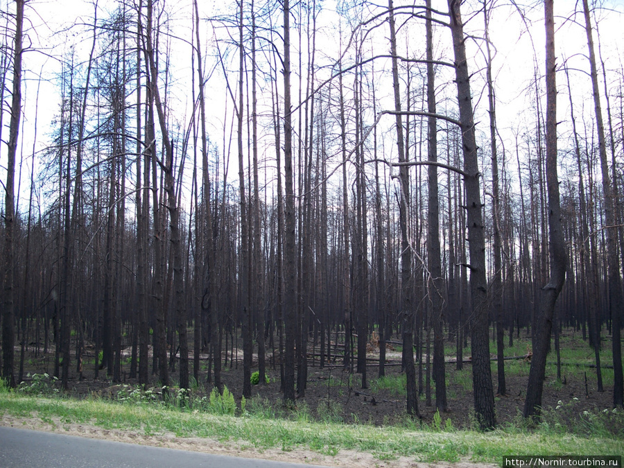 Сгоревшие леса Луховицкой области_Июнь 2011 Москва и Московская область, Россия
