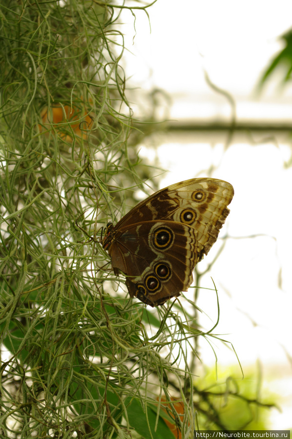 Остров Майнау на Боденском озере  - дом бабочек Остров Майнау, Германия