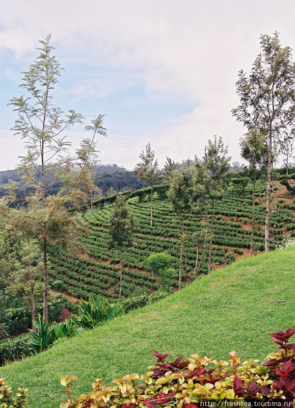 Высокогорные плантации обычно самые аккуратные на острове: рядом с посадками чая — газоны, огородики, клумбы. Шри-Ланка
