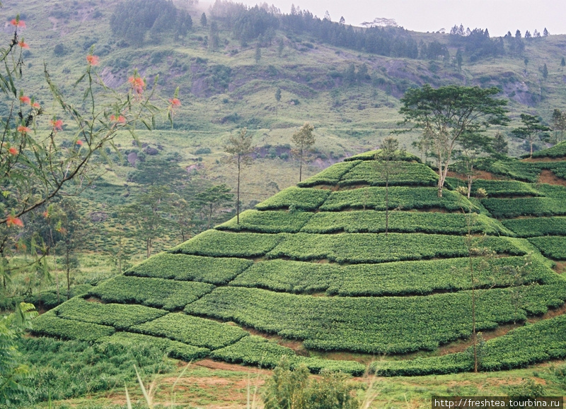 Но самые живописные все же чайные склоны, издалека будто плюшевые. Шри-Ланка