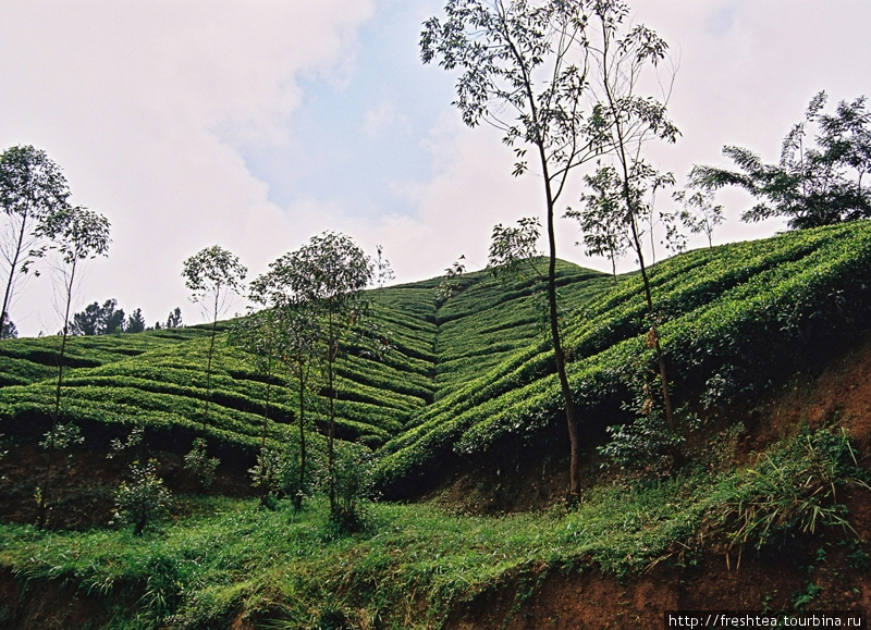 Посадки чая занимают и пологие, и довольно крутые рельефные участки. Шри-Ланка