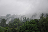 Сели облака — и пустился дождь. Мелкий, теплый, частый. То, что надо для роста чайного листа.