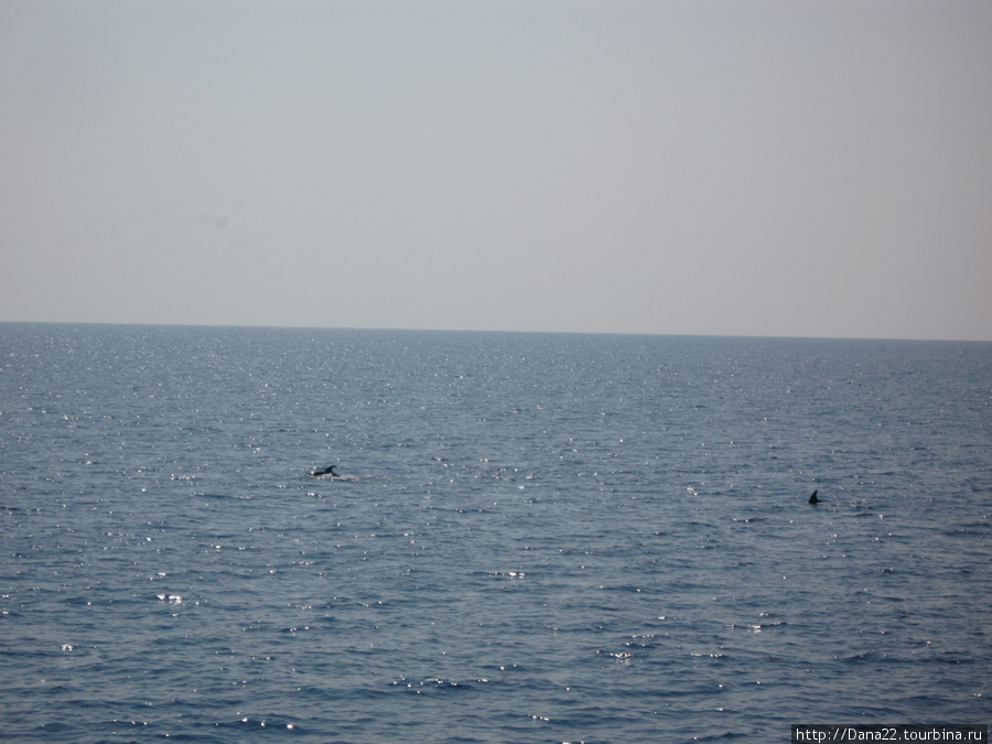 Дельфинчики. Алания, Турция