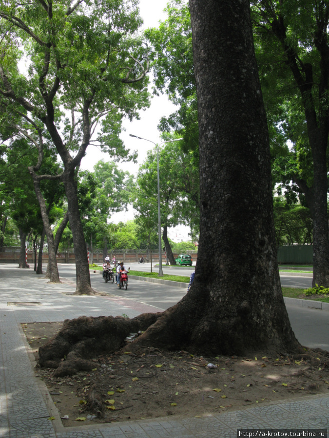 И деревья с толстыми корнями Хошимин, Вьетнам