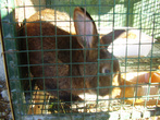 Сентябрь 2007. Экскурсия в Геленджик. Сафари-парк. Кролик