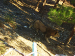 Сентябрь 2007. Экскурсия в Геленджик. Сафари-парк. А вот и царь зверей — лев