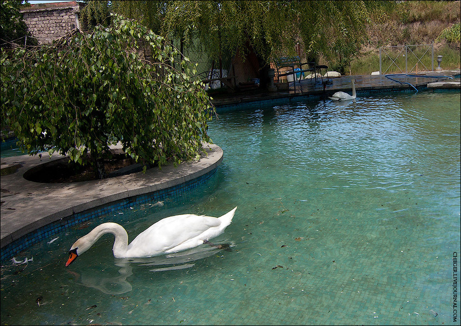 Тут же есть пруд с лебедями, от которых приходят в восторг дети Тбилиси, Грузия