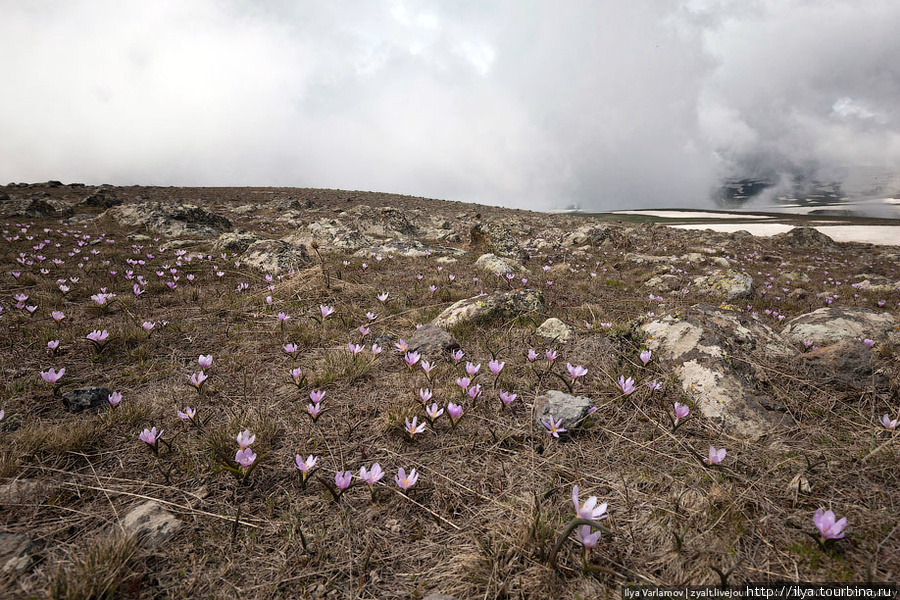 Цветут цветы ;) Арагац гора (4095м), Армения
