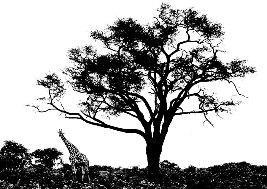 Жираф большой?  Как говорится, все в этом мире относительно. Национальный парк Чобе, Ботсвана