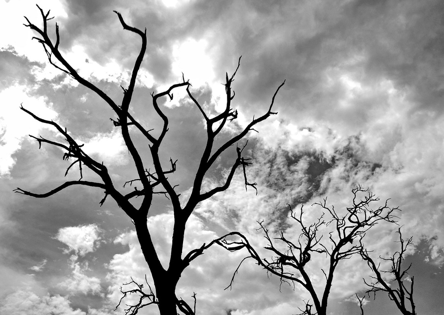 Когда деревья были большими или черно-белая Африка Национальный парк Чобе, Ботсвана